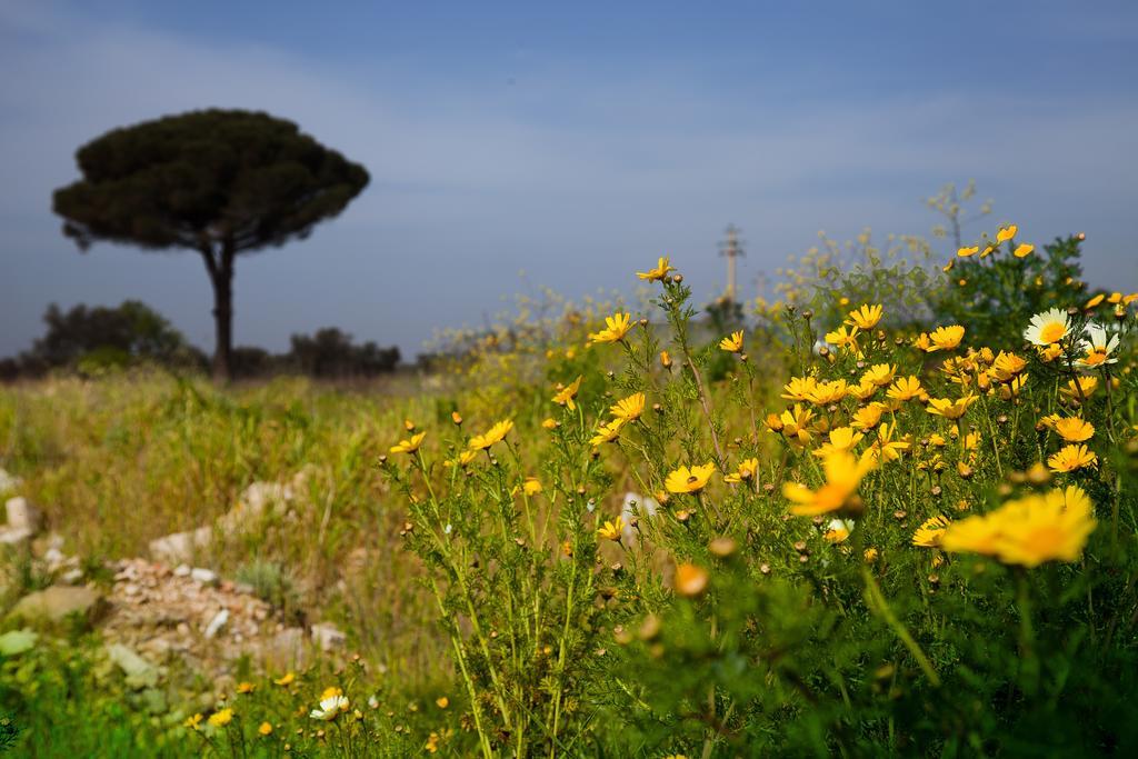 Bonjour Bed & Breakfast Morciano di Leuca Dış mekan fotoğraf